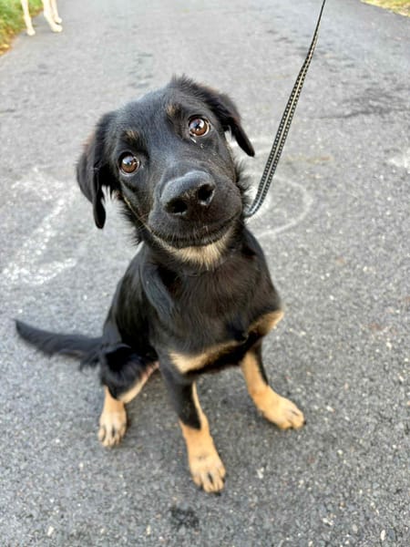 LORIENT, le petit bout en train au cœur tendre ! 🐾