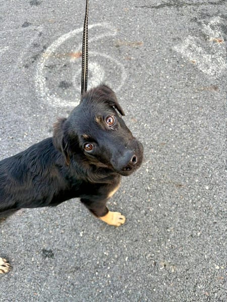 LORIENT, le petit bout en train au cœur tendre ! 🐾