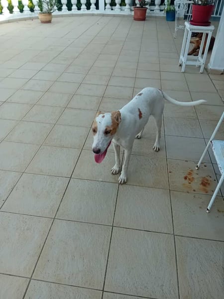 LOVA, la tendresse incarnée ! 🐾