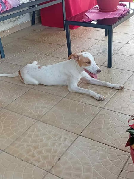 LOVA, la tendresse incarnée ! 🐾