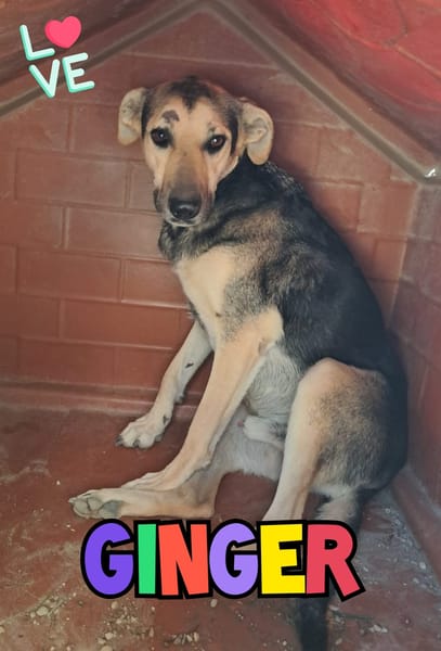 GINGER ha bisogno di una famiglia