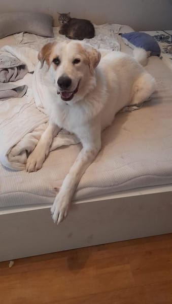 Snow auf der Suche nach seinem Glück, LU