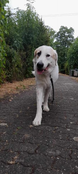 Snow auf der Suche nach seinem Glück, LU