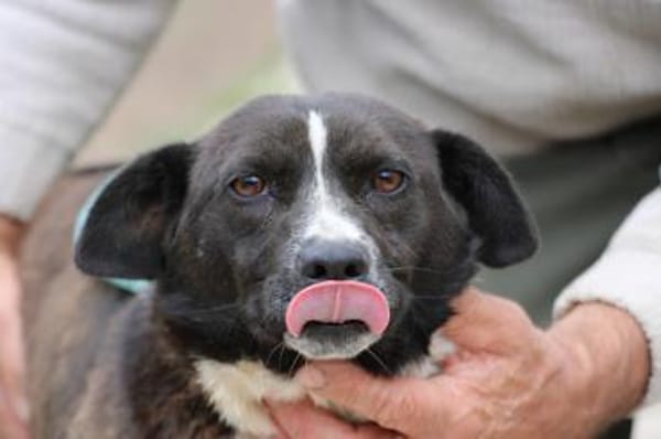 Batida  sehr liebenswerte, kleine Hündin
