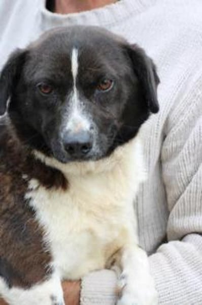 Batida  sehr liebenswerte, kleine Hündin