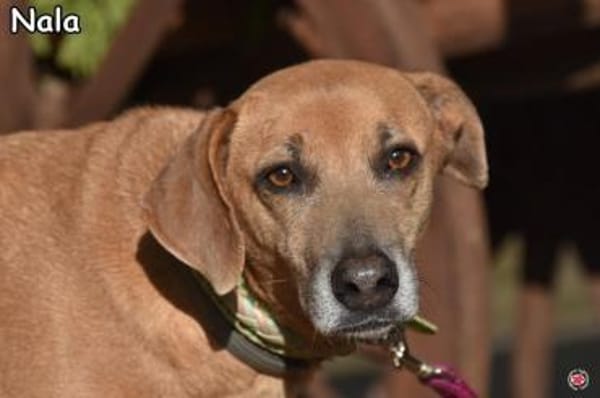NALA