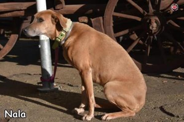 NALA