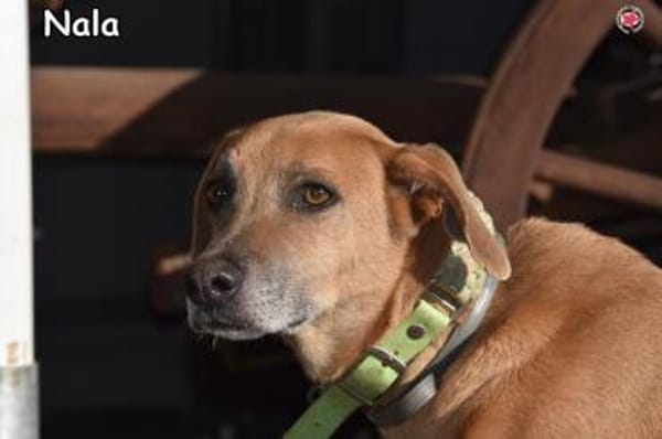NALA