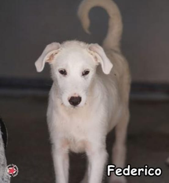 FEDERICO