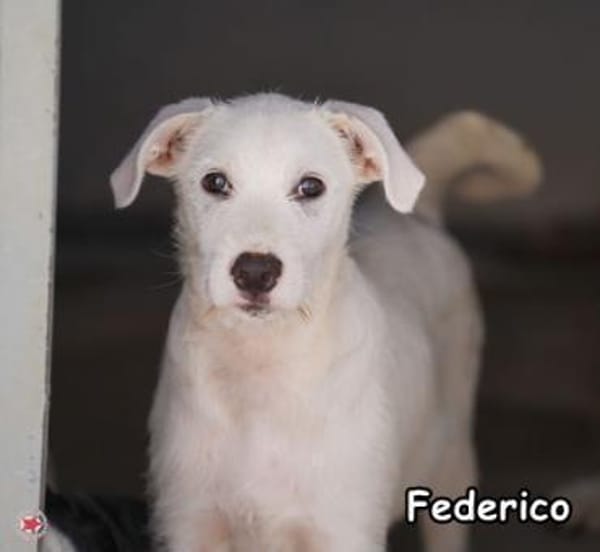 FEDERICO