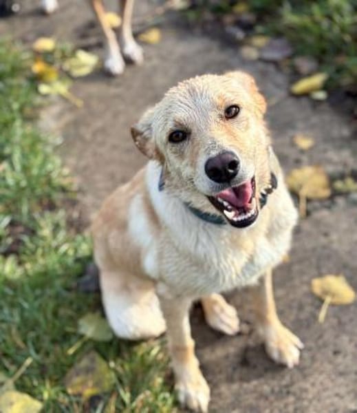 Stella - aktive junge Hündin sucht