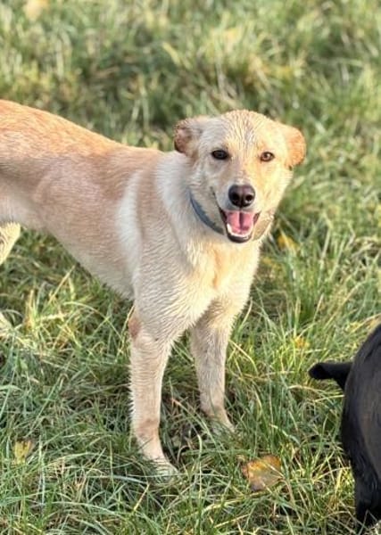 Stella - aktive junge Hündin sucht