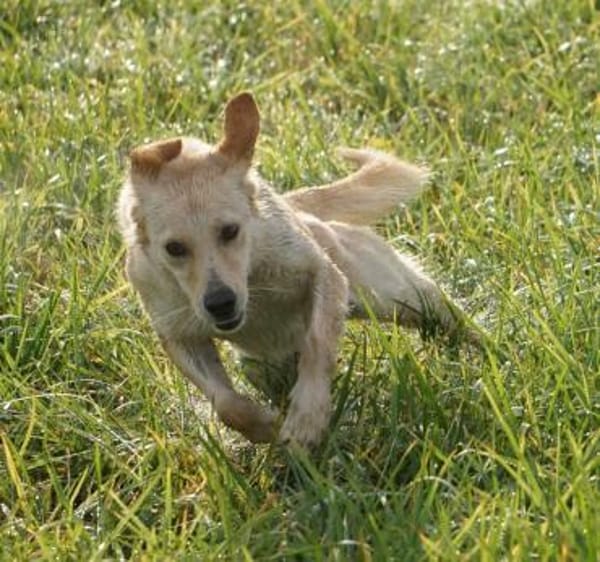 Stella - aktive junge Hündin sucht