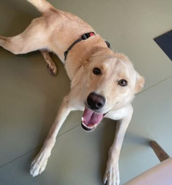 Stella - aktive junge Hündin sucht