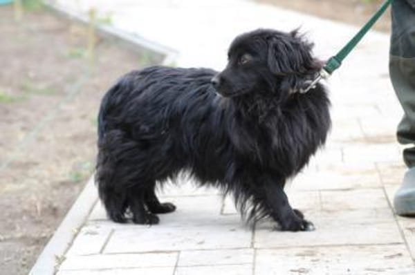 Janu - kinderlieber Jungrüde