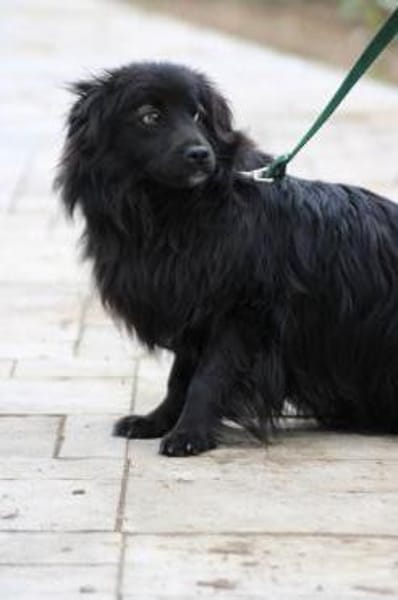 Janu - kinderlieber Jungrüde