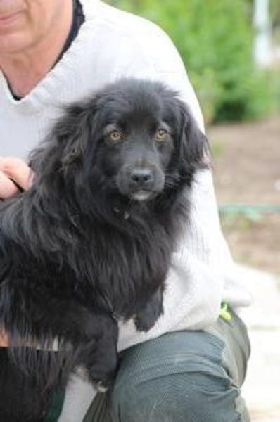 Janu - kinderlieber Jungrüde