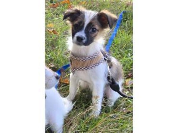 Skai - wartet in 97440 Werneck