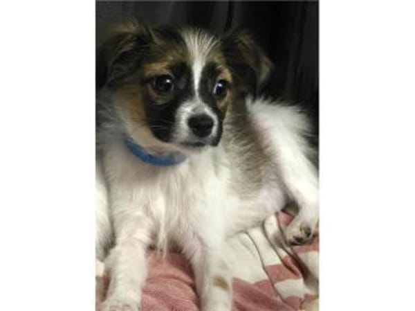 Skai - wartet in 97440 Werneck