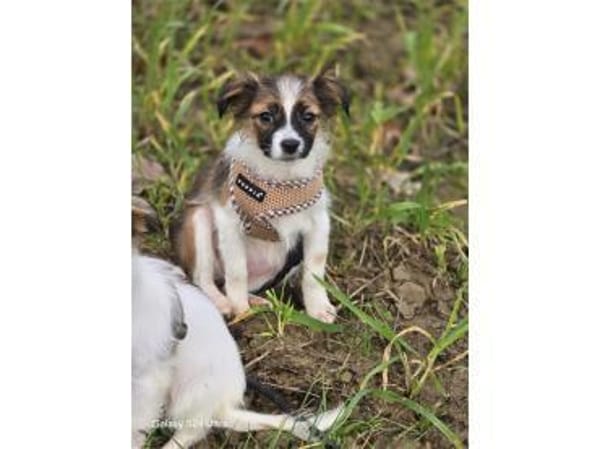 Skai - wartet in 97440 Werneck