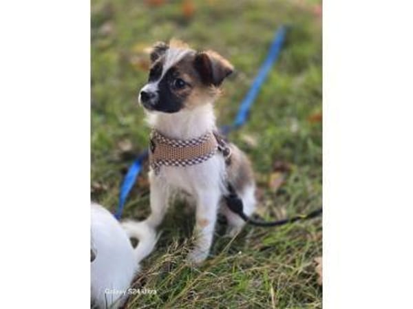 Skai - wartet in 97440 Werneck