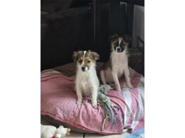 Skai - wartet in 97440 Werneck