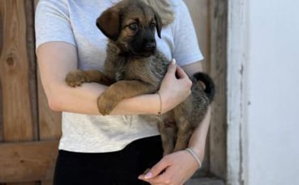 Taro wünscht sich eine eigene Familie