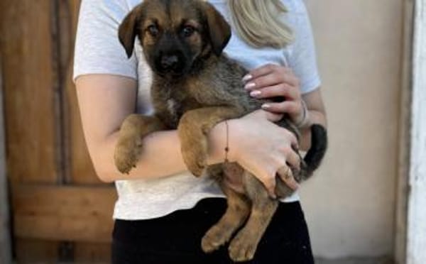 Taro wünscht sich eine eigene Familie