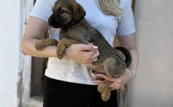 Taro wünscht sich eine eigene Familie