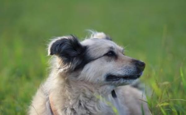 Wer verliebt sich in die hübsche Lissi?