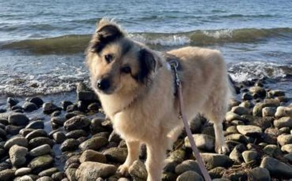 Wer verliebt sich in die hübsche Lissi?