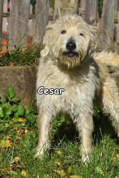CESAR