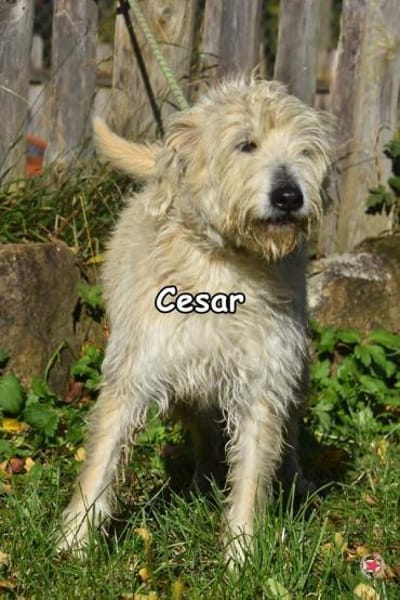 CESAR