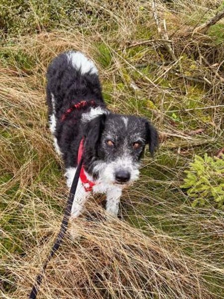 Seymur, sanft, freundlich, offen