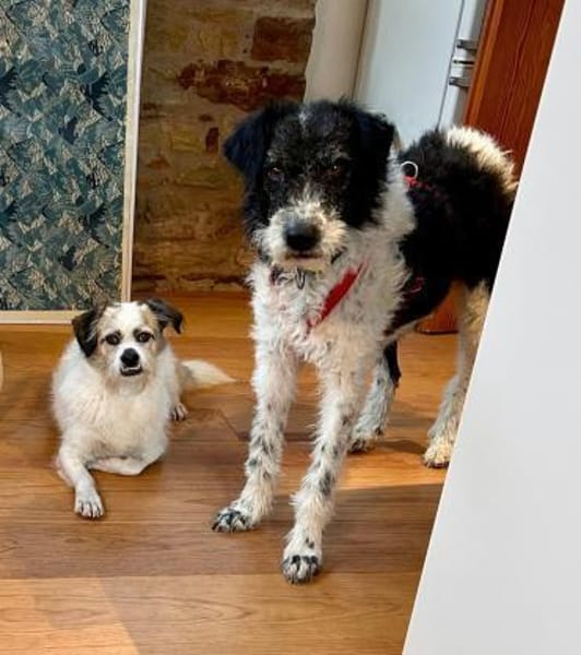 Seymur, sanft, freundlich, offen