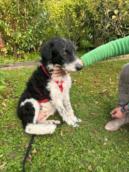 Seymur, sanft, freundlich, offen