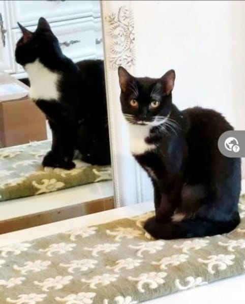 Bonnie Freundliches Katzenmädel