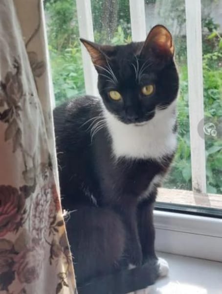 Bonnie Freundliches Katzenmädel