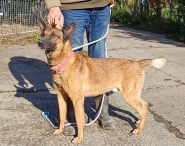 Malinois-Mix ROCKY wartet in 07806 Weira