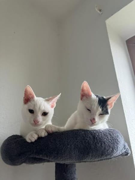 Micky und Apollon aus dem Tierschutz