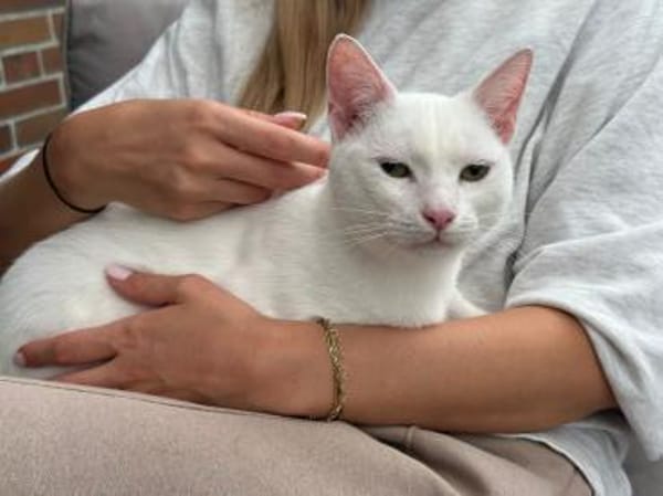 Micky und Apollon aus dem Tierschutz