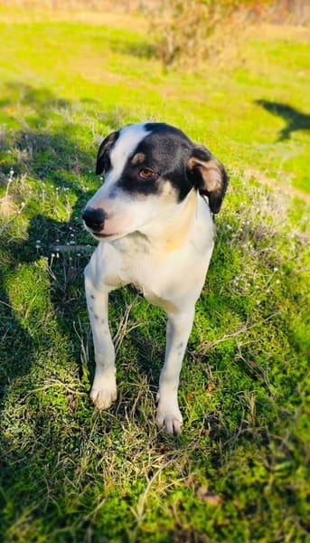 Momo der verschmuste tolle Rüde