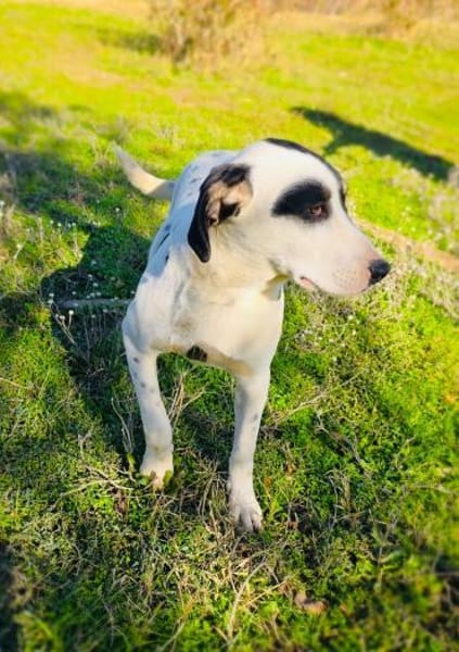 Momo der verschmuste tolle Rüde