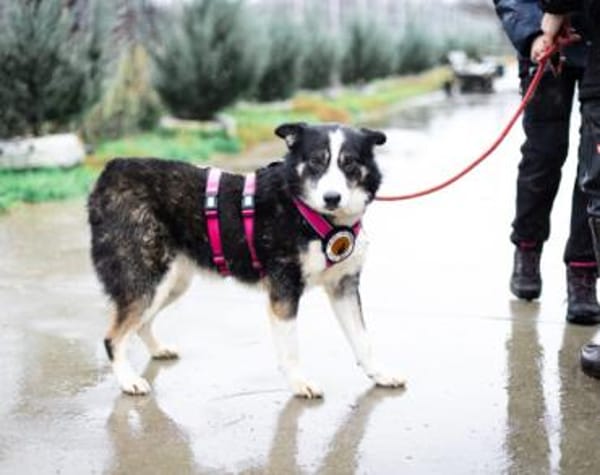 zaghafte Thali sucht geduldige Menschen