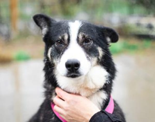 zaghafte Thali sucht geduldige Menschen