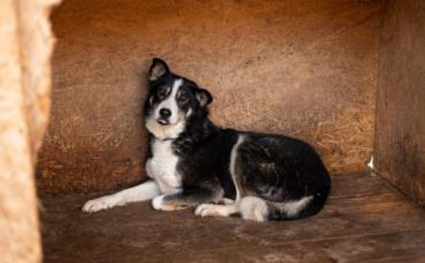 zaghafte Thali sucht geduldige Menschen