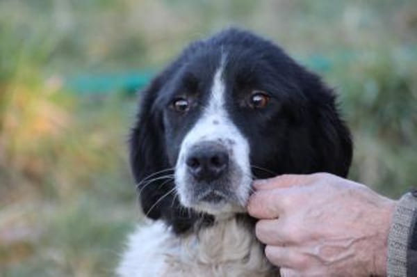 Marina - zutraulich u. kinderlieb