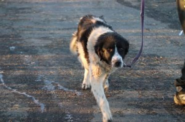 Marina - zutraulich u. kinderlieb