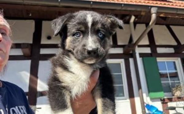 Erobert Nala dein Herz?