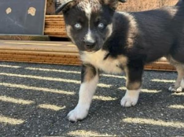 Erobert Nala dein Herz?